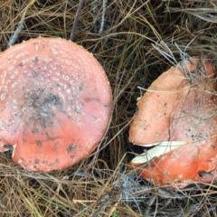 Amanita muscaria at Majura, ACT - 16 May 2015 12:30 PM