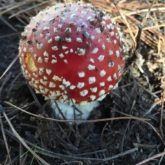 Amanita muscaria (Fly Agaric) at Majura, ACT - 16 May 2015 by AaronClausen