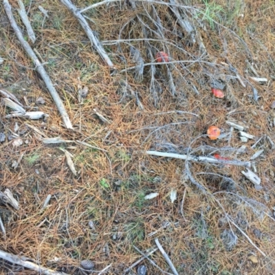 Amanita muscaria (Fly Agaric) at Majura, ACT - 16 May 2015 by AaronClausen