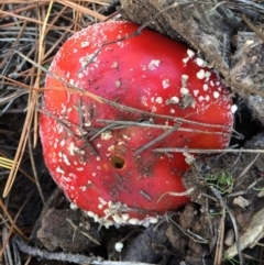 Amanita muscaria at Majura, ACT - 16 May 2015