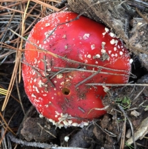 Amanita muscaria at Majura, ACT - 16 May 2015