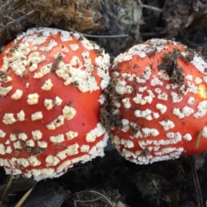 Amanita muscaria at Majura, ACT - 16 May 2015