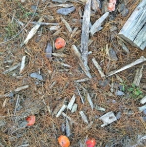 Amanita muscaria at Majura, ACT - 16 May 2015