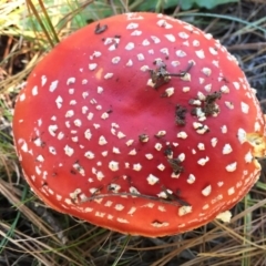 Amanita muscaria (Fly Agaric) at Majura, ACT - 16 May 2015 by AaronClausen