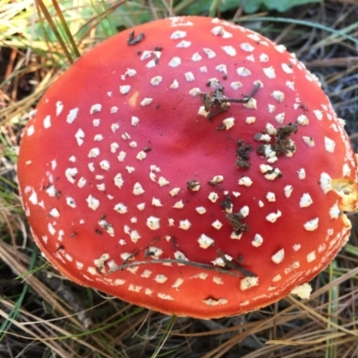 Amanita muscaria (Fly Agaric) at Majura, ACT - 16 May 2015 by AaronClausen