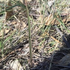 Thelymitra (genus) (sun orchids) at Majura, ACT - 17 May 2015 by AaronClausen