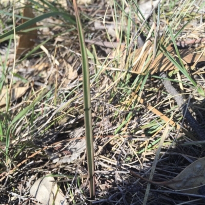 Thelymitra (genus) (sun orchids) at Majura, ACT - 17 May 2015 by AaronClausen
