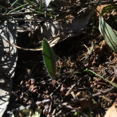 Caladenia actensis (Canberra Spider Orchid) at Majura, ACT - 17 May 2015 by AaronClausen