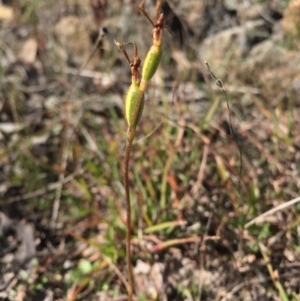 Eriochilus cucullatus at Gungahlin, ACT - 17 May 2015