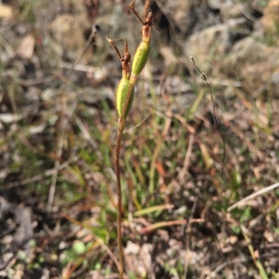 Eriochilus cucullatus (Parson's Bands) at Gungahlin, ACT - 17 May 2015 by AaronClausen