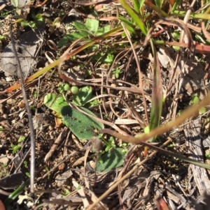 Eriochilus cucullatus at Gungahlin, ACT - 17 May 2015