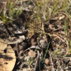 Thysanotus patersonii (Twining Fringe Lily) at Gungahlin, ACT - 17 May 2015 by AaronClausen