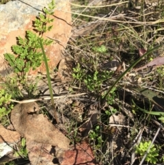 Thelymitra (genus) (sun orchids) at Gungahlin, ACT - 17 May 2015 by AaronClausen