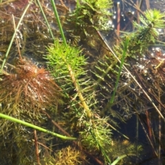 Myriophyllum crispatum (Water Millfoil) at Gungahlin, ACT - 17 May 2015 by AaronClausen