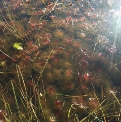 Myriophyllum crispatum at Gungahlin, ACT - 17 May 2015 01:45 PM