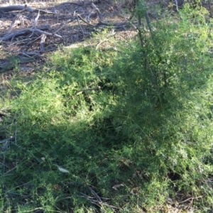 Clematis leptophylla at Wallaroo, NSW - 17 May 2015 02:49 PM