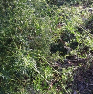 Clematis leptophylla at Wallaroo, NSW - 17 May 2015