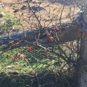 Rosa rubiginosa at Wallaroo, NSW - 17 May 2015