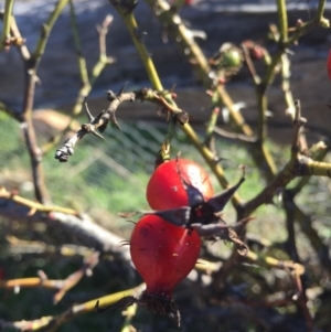 Rosa rubiginosa at Wallaroo, NSW - 17 May 2015