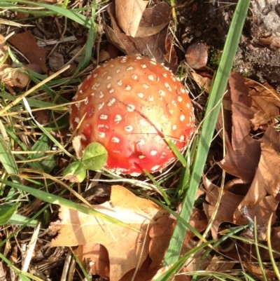 Amanita muscaria (Fly Agaric) at Calwell, ACT - 31 May 2014 by MichaelBedingfield