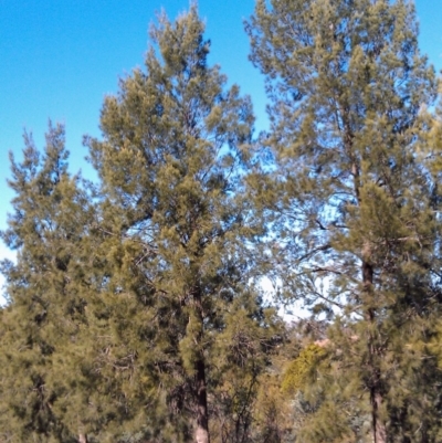 Casuarina cunninghamiana subsp. cunninghamiana (River She-Oak, River Oak) at Greenway, ACT - 15 May 2015 by galah681