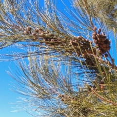 Casuarina cunninghamiana subsp. cunninghamiana at Greenway, ACT - 15 May 2015 11:39 AM