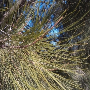 Casuarina cunninghamiana subsp. cunninghamiana at Greenway, ACT - 15 May 2015 11:39 AM