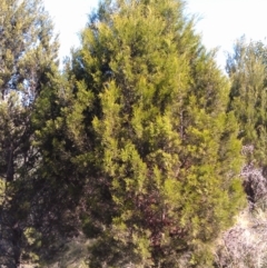 Callitris endlicheri (Black Cypress Pine) at Greenway, ACT - 15 May 2015 by galah681
