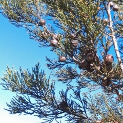 Callitris endlicheri at Greenway, ACT - 15 May 2015