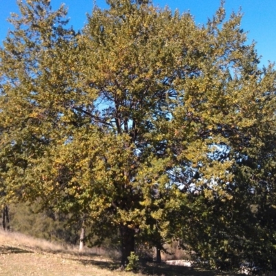 Quercus robur (English Oak) at Greenway, ACT - 15 May 2015 by galah681