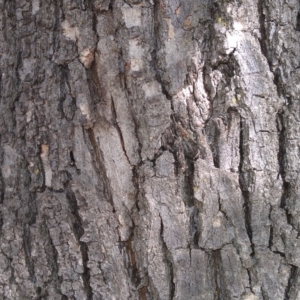 Quercus robur at Greenway, ACT - 15 May 2015