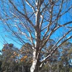 Platanus x acerifolia (London Plane Tree) at Greenway, ACT - 15 May 2015 by galah681