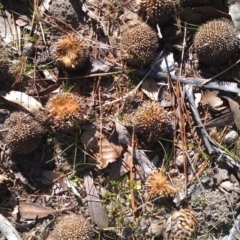 Platanus x acerifolia at Greenway, ACT - 15 May 2015 11:41 AM