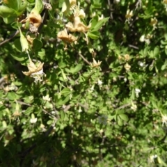 Lycium ferocissimum (African Boxthorn) at Molonglo Valley, ACT - 17 May 2015 by galah681