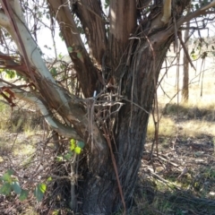 Eucalyptus camphora subsp. humeana (Mountain Swamp Gum) at Bonython, ACT - 17 May 2015 by Darren