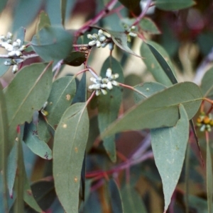 Eucalyptus nortonii at Conder, ACT - 17 Dec 1999