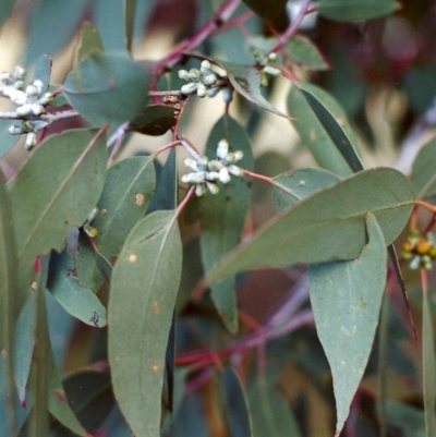 Eucalyptus nortonii (Mealy Bundy) at Conder, ACT - 17 Dec 1999 by michaelb