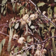 Eucalyptus nortonii (Mealy Bundy) at Conder, ACT - 24 Mar 2000 by MichaelBedingfield