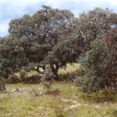 Eucalyptus nortonii (Mealy Bundy) at Conder, ACT - 26 Nov 1999 by michaelb