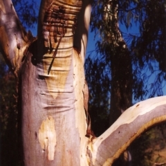 Eucalyptus rossii (Inland Scribbly Gum) at Tuggeranong Hill - 23 Mar 2000 by michaelb