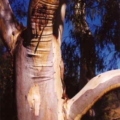 Eucalyptus rossii (Inland Scribbly Gum) at Conder, ACT - 24 Mar 2000 by MichaelBedingfield