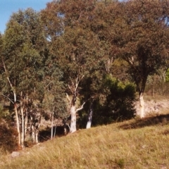 Eucalyptus rossii at Tuggeranong Hill - 24 Mar 2000 12:00 AM