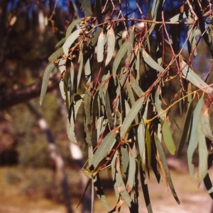 Eucalyptus rossii at Tuggeranong Hill - 24 Mar 2000