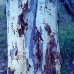 Eucalyptus rossii (Inland Scribbly Gum) at Conder, ACT - 9 Feb 2001 by michaelb