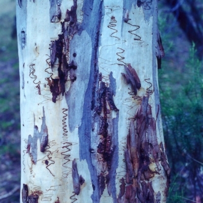 Eucalyptus rossii (Inland Scribbly Gum) at Conder, ACT - 9 Feb 2001 by MichaelBedingfield