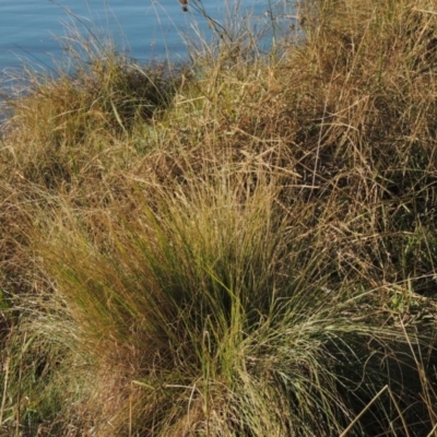 Poa labillardierei (Common Tussock Grass, River Tussock Grass) at Greenway, ACT - 15 May 2015 by michaelb