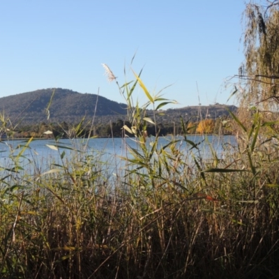 Phragmites australis (Common Reed) at Greenway, ACT - 15 May 2015 by michaelb