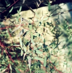 Eucalyptus viminalis (Ribbon Gum) at Tennent, ACT - 15 Sep 2008 by michaelb