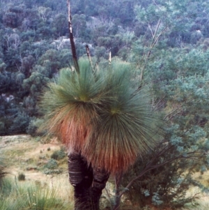 Xanthorrhoea glauca subsp. angustifolia at Paddys River, ACT - 8 Mar 2011