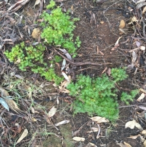 Acrotriche serrulata at Majura, ACT - 20 May 2015